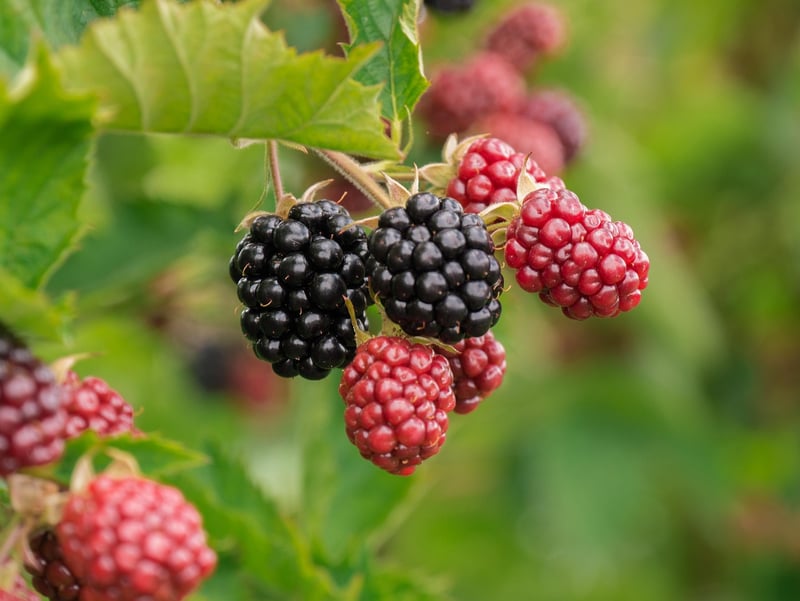 Assortment of Berries