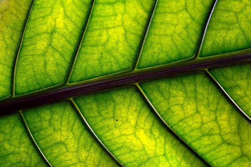 Assortment of Leafy Greens
