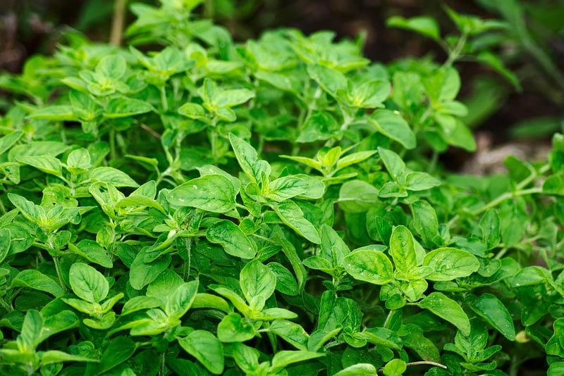 Assortment of Fresh Herbs